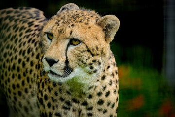 closeup of beautiful cheetah (Acinonyx jubatus)
