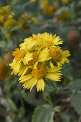 Golden Crownbeard (Also called Golden Crownbeard, Copen Daisy, golden crown beard) in the nature,...