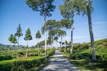 concrete road in the middle of a tea plantation