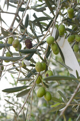 unripe green olives on tree closeup, Olive-tree branch with unripe green olives, olive tree plantation during harvest, unripe green olives on the tree with green leaves, Chakwal, Punjab, Pakistan
