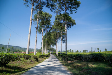 concrete road in the middle of a tea plantation