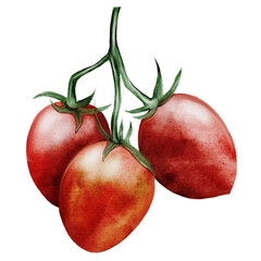 Tomato watercolor. Hand drawn ripe vegetable on isolated white background. Clip art food. Ideal for farm shop, posters and labels. Organic vegetables