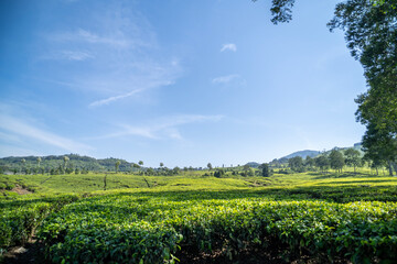 Naklejka premium tea plantation during sunny day, ciwidey bandung