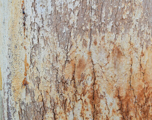 Obraz premium Eucalyptus tree bark texture, Bark of eucalyptus tree, seamless texture, a eucalyptus tree bark texture background image