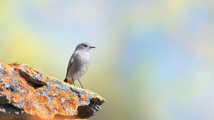 A Female Black Redstart (Phoenicurus Ochruros)