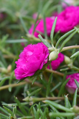 Obraz premium Portulaca grandiflora or moss rose purslane flower closeup, Closeup pink moss rose purslane (portulaca grandiflora) flowers in garden tropical, delicate dreamy of beauty of nature with green leaves