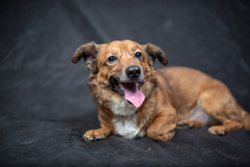 Portrait of a beautiful mongrel dog in a studio.