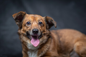 Portrait of a beautiful mongrel dog in a studio.