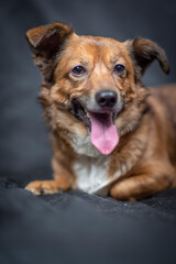 Portrait of a beautiful mongrel dog in a studio.