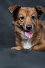 Portrait of a beautiful mongrel dog in a studio.