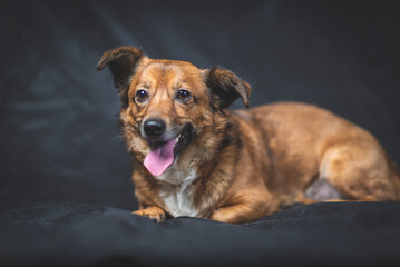 Portrait of a beautiful mongrel dog in a studio.