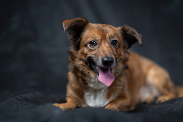 Portrait of a beautiful mongrel dog in a studio.