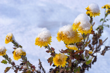 Yellow blooming chrysanthemums covered with snow. Early snow. Place for text.