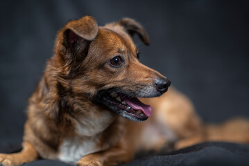 Portrait of a beautiful mongrel dog in a studio.