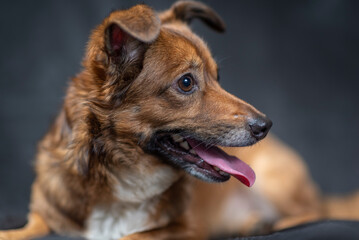 Portrait of a beautiful mongrel dog in a studio.