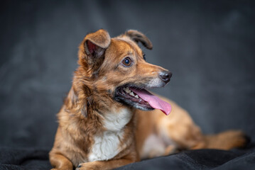 Portrait of a beautiful mongrel dog in a studio.