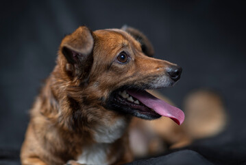 Portrait of a beautiful mongrel dog in a studio.