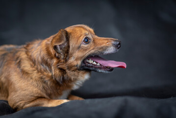 Portrait of a beautiful mongrel dog in a studio.