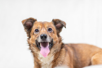 Obraz premium Portrait of a beautiful mongrel dog in a studio.