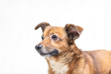 Portrait of a beautiful mongrel dog in a studio.