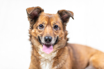 Obraz premium Portrait of a beautiful mongrel dog in a studio.
