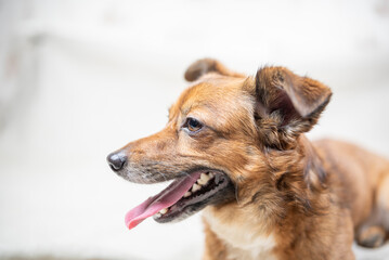 Portrait of a beautiful mongrel dog in a studio.