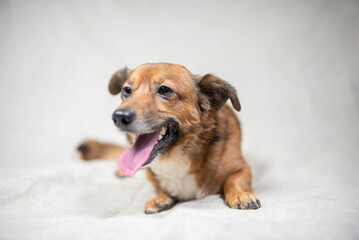 Portrait of a beautiful mongrel dog in a studio.