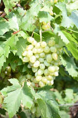 Close up of grapes hanging on Vine, Hanging grapes. Grape farming. Grapes farm. Tasty green grape bunches hanging on branch. Grapes With Selective Focus on the subject, Chakwal, Punjab, Pakistan