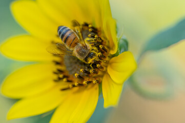 A bee on a Helianthus sunflower blossom.