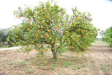 ripe oranges on tree, close-up of a beautiful orange tree with orange, fruit hanging on a tree, Close-up of ripe oranges hanging on a tree in an orange plantation garden, Chakwal, Punjab, Pakistan