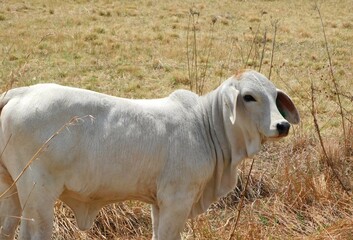 Closeup portrait photo view from the side of an American Brahman Calf Bull standing in a golden grass field looking towards the camera to its left, under a blue sky with scattered white clouds.