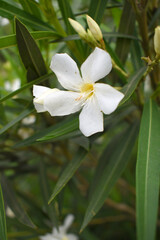 Nerium oleander in bloom, White siplicity bunch of flowers and green leaves on branches, Nerium...