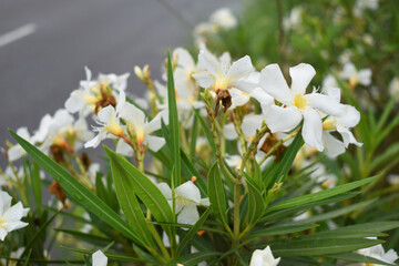 Nerium oleander in bloom, White siplicity bunch of flowers and green leaves on branches, Nerium...