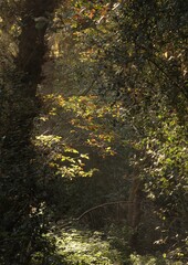 Simple light in a forest