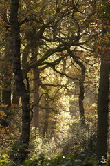 Fototapeta premium Autumn in the mighty forest 