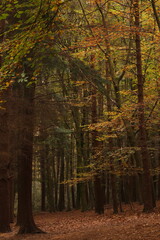 A walk through a regiment of pines in fall