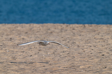Mewa śmieszka (Black-headed gull, Chroicocephalus ridibundus)