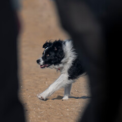 Border collie