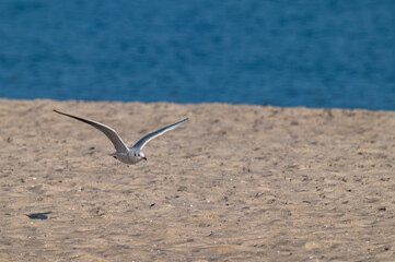 Mewa śmieszka (Black-headed gull, Chroicocephalus ridibundus)