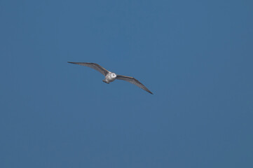 Mewa srebrzysta młoda (European herring gull, Larus argentatus)