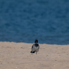 Wrona siwa (Corvus cornix, Hooded crow)