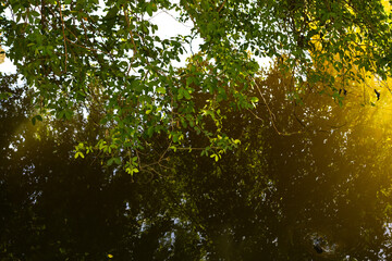 Sunlit branches with green leaves reflected in a calm, dark water surface, creating a serene and natural scene with soft golden light.