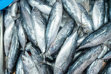 Background of Skipjack tuna sea fish sell in fishery fresh market