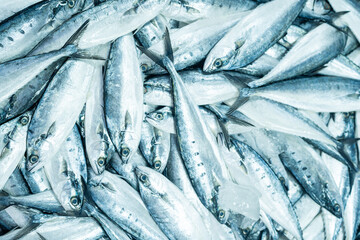 Fototapeta premium Background of Skipjack tuna sea fish sell in fishery fresh market