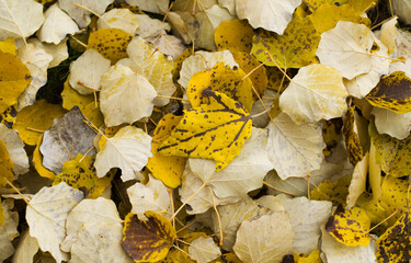 Golden aspen leaves cover ground in forest