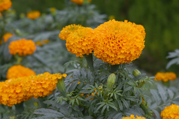 orange marigold flower blossom in garden, orange Mari Gold flowers for decorate garden, Close up of beautiful orange marigold flower. Nature, Marigold flowers bloom in the morning, Marigold