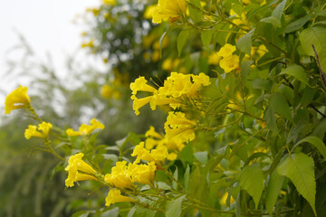 Yellow trumpetbush (Tecoma stans) Called Yellow bell or Yellow Elder Flower, trumpet flower, Beautiful bunch of yellow flowers closeup with green leaves Background, tecoma stans