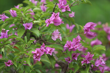 Flower in the garden outdoor