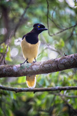 Common Magpie on a branch at  forest - Cyanocorax chrysops - Misiones Argentine