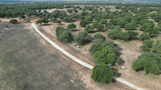 Manada de caballos galopando en libertad